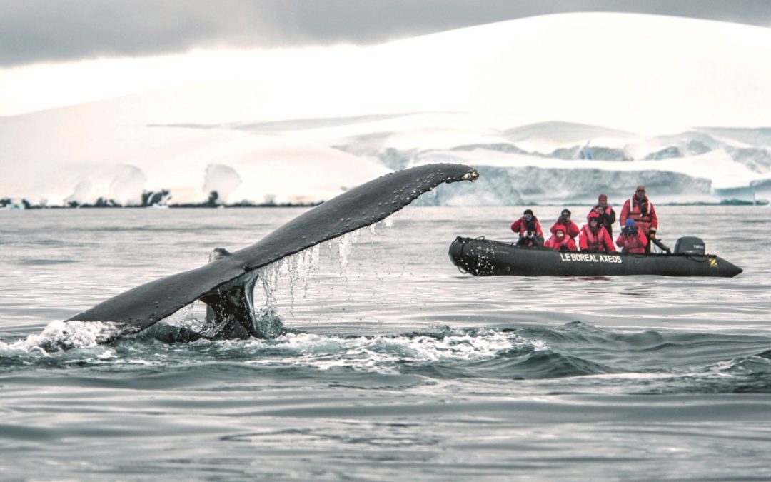 Au paradis des glaces