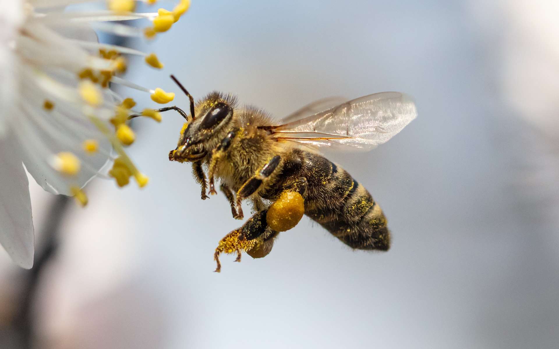 Sauver Les Abeilles Paris Match Suisse